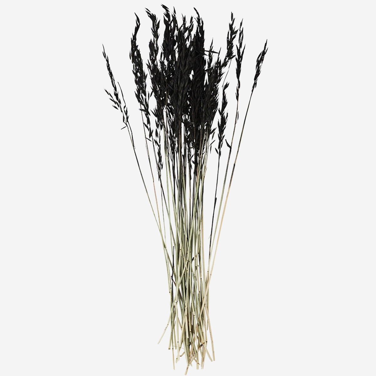 Dried black soft wheat