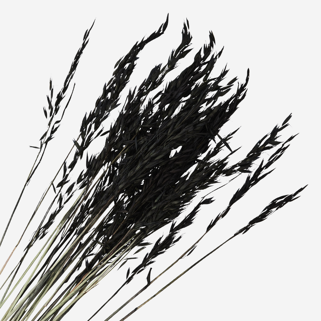Dried black soft wheat